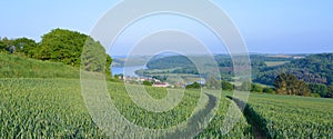 Field of young wheat growing in Cornwall