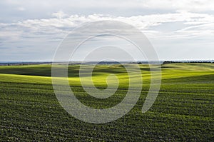 Field of young wheat seedlings growing in autumn. Young green wheat growing in soil. Agricultural proces. Close up on