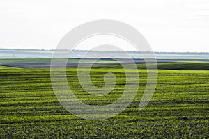 Field of young wheat seedlings growing in autumn. Young green wheat growing in soil. Agricultural proces. Close up on