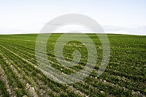 Field of young wheat seedlings growing in autumn. Young green wheat growing in soil. Agricultural proces. Close up on