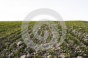 Field of young wheat seedlings growing in autumn. Young green wheat growing in soil. Agricultural proces. Close up on