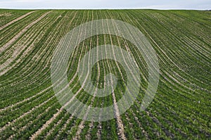 Field of young wheat seedlings growing in autumn. Young green wheat growing in soil. Agricultural proces. Close up on