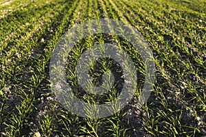 Field of young wheat seedlings growing in autumn. Young green wheat growing in soil. Agricultural proces. Close up on