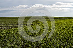 Field of young wheat seedlings growing in autumn. Young green wheat growing in soil. Agricultural proces. Close up on