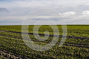 Field of young wheat seedlings growing in autumn. Young green wheat growing in soil. Agricultural proces. Close up on