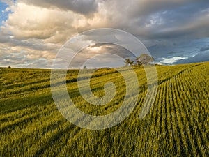 A field with young wheat at sunset against the backdrop of a dramatic sky