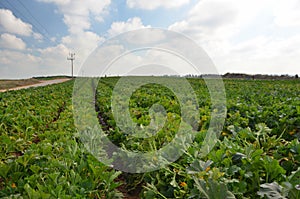 Field of young zucchini plants