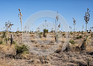 Field of Yucca alongside Highway 90 outside Marfa, Texas.