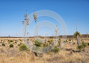 Field of Yucca alongside Highway 90 outside Marfa, Texas.