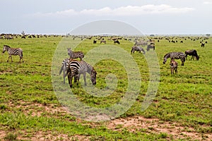 Field with zebras and blue wildebeest