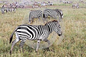 Field with zebras in Serengeti, Tanzania