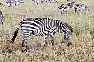 Field with zebras in Serengeti, Tanzania