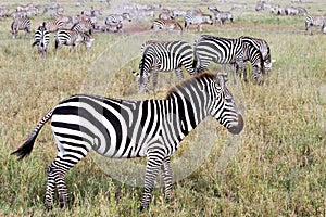 Field with zebras in Serengeti, Tanzania