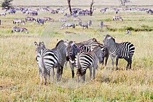 Field with zebras in Serengeti, Tanzania