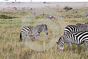 Field with zebras in Serengeti, Tanzania