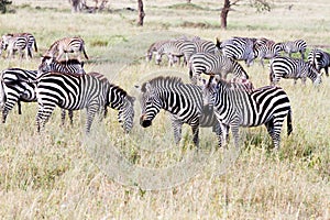 Field with zebras in Serengeti, Tanzania