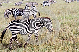 Field with zebras in Serengeti, Tanzania