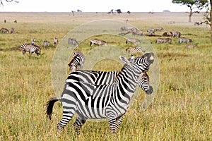 Field with zebras in Serengeti, Tanzania