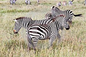 Field with zebras in Serengeti, Tanzania