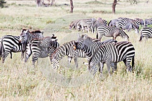 Field with zebras in Serengeti, Tanzania