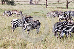 Field with zebras in Serengeti, Tanzania