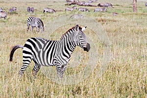 Field with zebras in Serengeti, Tanzania