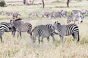 Field with zebras in Serengeti, Tanzania