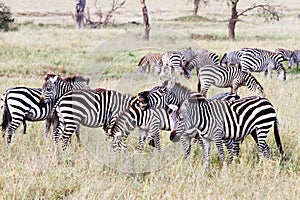 Field with zebras in Serengeti, Tanzania