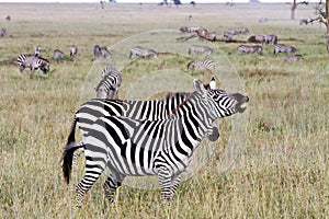 Field with zebras in Serengeti, Tanzania