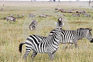 Field with zebras in Serengeti, Tanzania