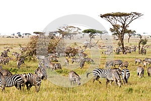 Field with zebras in Serengeti, Tanzania