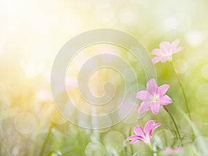 Field of Zephyr lily flowers and green leaves