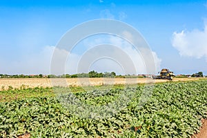 Field of zucchini and wheat field with thresher at work.