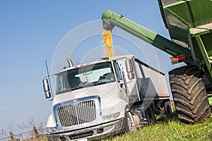 Fieldcorn harvest