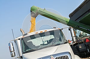 Fieldcorn harvest