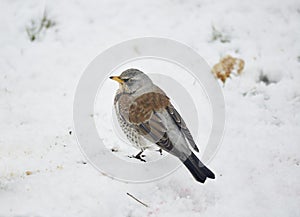 Fieldfare