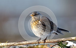 Fieldfare