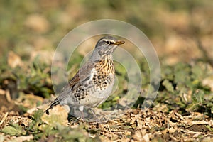 Fieldfare