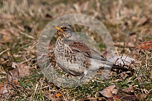 Fieldfare