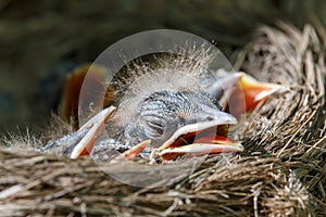 Fieldfare babies in the nest Turdus pilaris