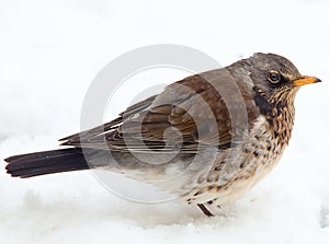 A Fieldfare bird standing in the snow with feathers fluffed