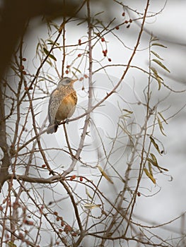 Fieldfare bird on the tree