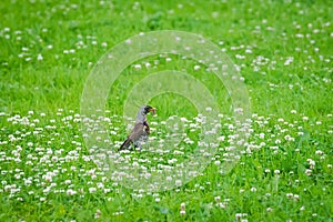 Fieldfare bird, Turdus pillars