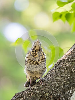 A fieldfare chick, Turdus pilaris, has left the nest and is sitting on a branch. A chick of fieldfare sitting and waiting for a