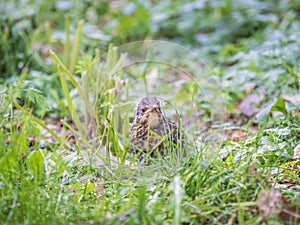 A fieldfare chick, Turdus pilaris, has left the nest and sitting on the spring lawn. A fieldfare chick sits on the ground and
