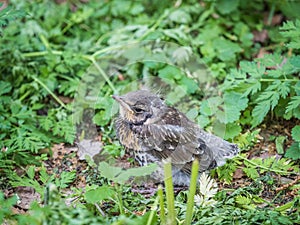 A fieldfare chick, Turdus pilaris, has left the nest and sitting on the spring lawn. A fieldfare chick sits on the ground and