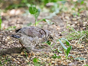 A fieldfare chick, Turdus pilaris, has left the nest and sitting on the spring lawn. A fieldfare chick sits on the ground and