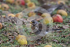 Fieldfare eating apples