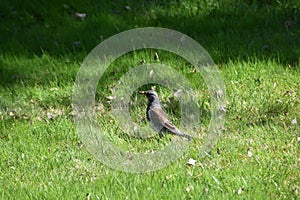 A Fieldfare Among Grass
