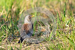 Fieldfare on a Grassland Looking into the Camera